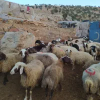 فروش بزوتی بزمیش وشیشک چاق درجه یک|حیوانات مزرعه|خرم‌آباد, |دیوار
