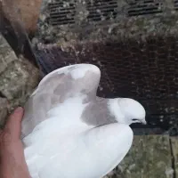 طوقی خوب|پرنده|پاوه, |دیوار