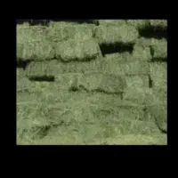 یونجه وگندم