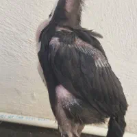 جوجه اوشامو ۵۰ روزه فول کیفیت از مولدین وارداتی