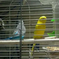 طوطی برزیلی نر و یک جفت مرغ عشق|پرنده|اندیشه, شهرک مریم|دیوار