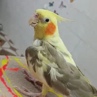 عروس هلندی جفت|پرنده|هشتگرد, تهران دشت|دیوار