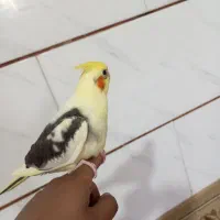 جوجه عروس هلندی ابلق سرلاکی