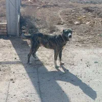 سگ نر|سگ|بجنورد, |دیوار