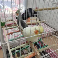 عروس هلندی --قناری-- طوطی گرینجیک|پرنده|اردبیل, |دیوار