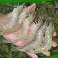 میگو پرورشی