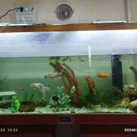 آکواریوم|ماهی|نورآباد, |دیوار