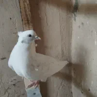 کبوتر پرشی|پرنده|معصومیه, |دیوار