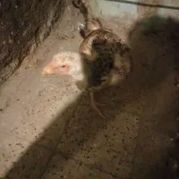 مرغ لاری اصیل