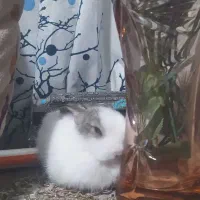 بچه خرگوش لوپو