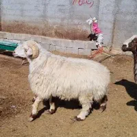 بره قوچ یک ساله بزری