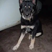 سگ ژرمن شپرد اصیل