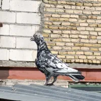 سار سرور کفتر بوم