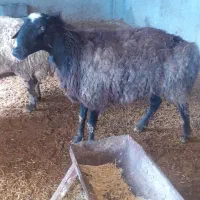 میش|حیوانات مزرعه|صفادشت, |دیوار