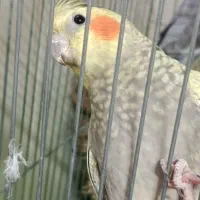 جفت عروس هلندی