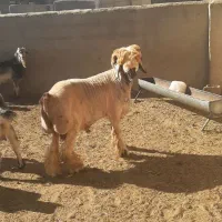 کهره شاخ جفت و بره جنس دار بذری (تخمی)|حیوانات مزرعه|شیراز, کوشک بیدک|دیوار