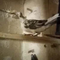 کفتر صید|پرنده|کاشمر, |دیوار