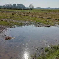 زمین کشاورزی به متراژ ۲۰۰۰ متر|فروش دفتر صنعتی، کشاورزی، تجاری|خمام, |دیوار