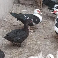 مرغابی های سالم و سرحال|حیوانات مزرعه|قلندر آباد, |دیوار