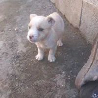 واگذاری پا کوتاه