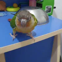 گرینچیک گم شده