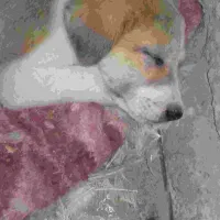 توله زرنگ باهوش اماده برای اموزش