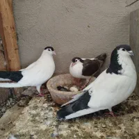 کبوتر پلاس اصل یالدم خالدم و جوجه ی کت