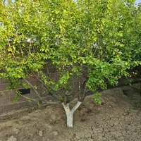 باغ و باغچه147متری /درختان10ساله میوه،کنتوربرق|فروش زمین و ملک کلنگی|تهران, امیریه|دیوار