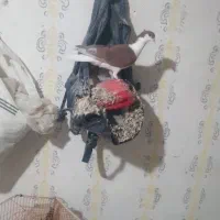 کبوتر ساده کاکلی
