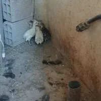 فروش جوجه بوقلمون به همراه مادرش