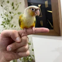 طوطی گرینچیک رام و دستی سخنگو