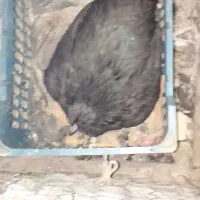مرغ کت