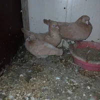 کبوتر درجازن