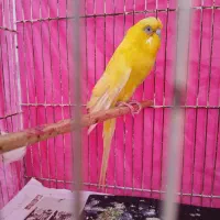 مرغ عشق ماده انگلیسی