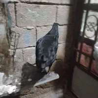 مرغ سیاه