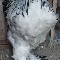 تخم‌نطفه‌داربرهما لایت