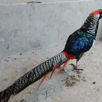 جفت پرنده زینتی لیدی آمهرت بالغ ، طاووس