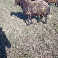 قوچ