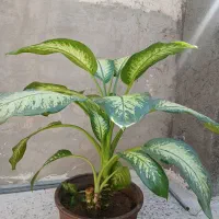 گل اپارتمانی طبیعی