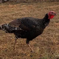 بوقلمون ۱ساله|حیوانات مزرعه|پلدشت, |دیوار