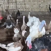 بوقلمون برنز