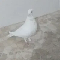 کفتر ساتن کاکلی سینه فر نوک قناری نر سفید پاک|پرنده|اردکان, |دیوار