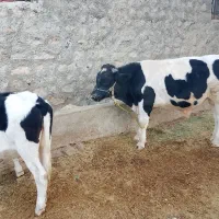 فروش گاو و گوساله و چند راس بزغاله|حیوانات مزرعه|ایلام, |دیوار