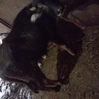 بالاخ|حیوانات مزرعه|سراب, |دیوار