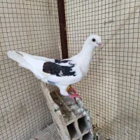 کبوتر گمشده