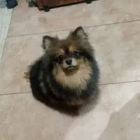 پامرین خرسی نر ۴ماهه آموزش دیده زیرقیمت