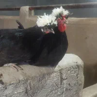 مرغ و خروس لهستانی سیاه کاکل سفید مامونیه