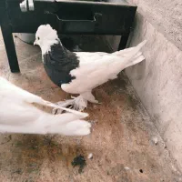 کبوتر طوقی|پرنده|قم, پردیسان|دیوار