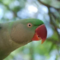 شاه طوطی گمشده