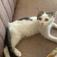 واگذاری گربه DSH